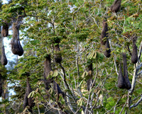 Nests...probably  of Crested Oropendola.