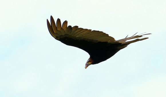 Lesser Yellow-headed Vulture.