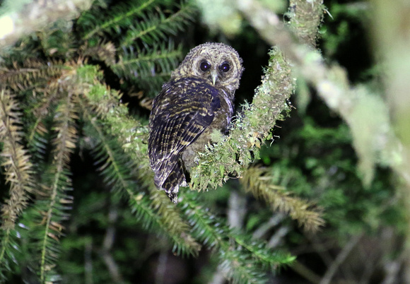 Juvenile Rusty-barred  Owl.