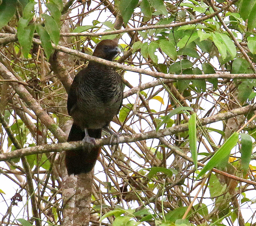 Scaled Chachalaca......