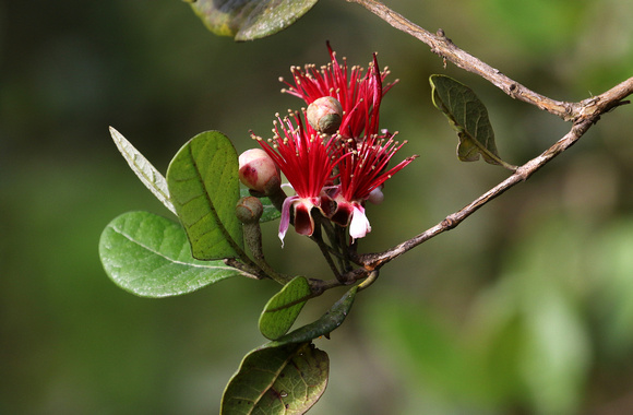 Pineapple  Guava ( Acca sellowiana)