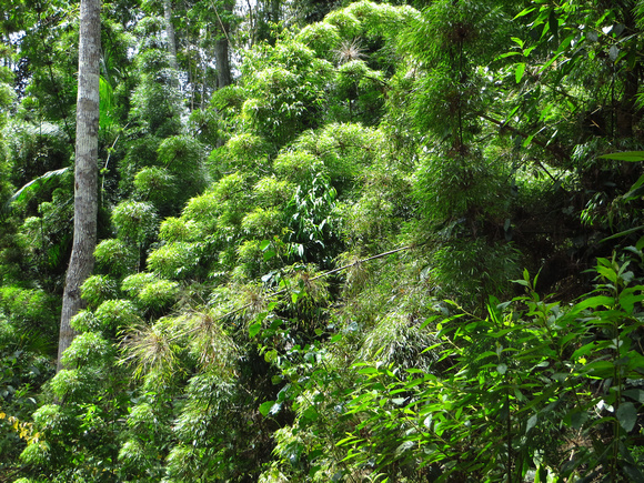 The forest featured an abundance of Bamboo.