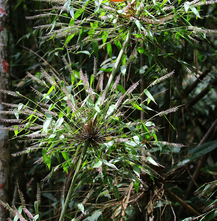 Flowering  Bamboo...one of  the  larger  climbing  species.
