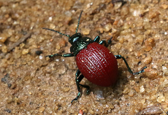 A leaf beetle, probably  Elytrosphaera xanthopyga