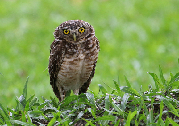 Everybody's friend...a Burrowing Owl !