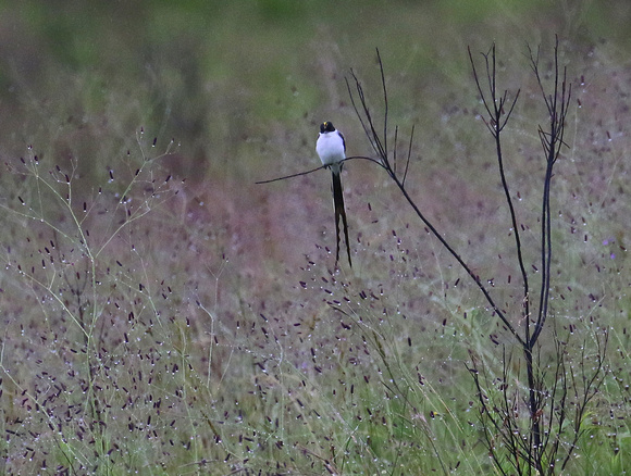 The superb Fork-tailed Flycatcher