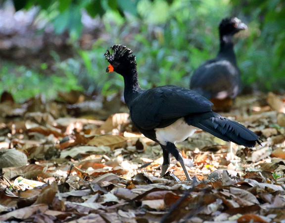 Red-billed Curassow ( male)