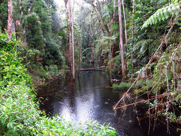 A pool in the forest