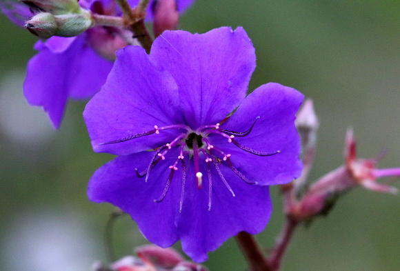 Melastoma  flower...these are  probably  Tibouchina sp.