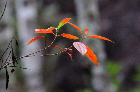 A colourful deciduous Melastoma shrub.