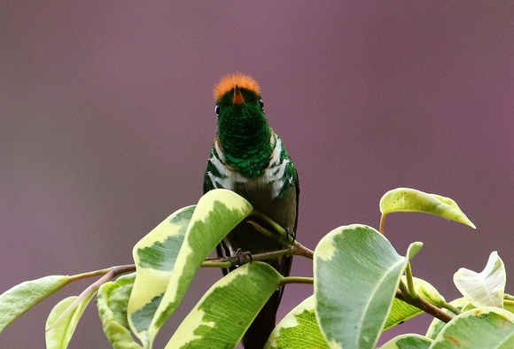 Frilled  Coquette...with punk haircut !