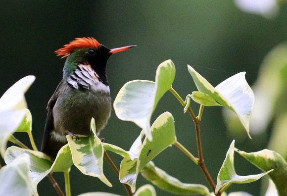 Frilled  Coquette