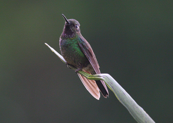 Another Buff-tailed Coronet.