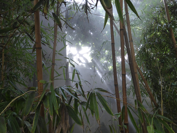 There is  misting for the Bamboo .....