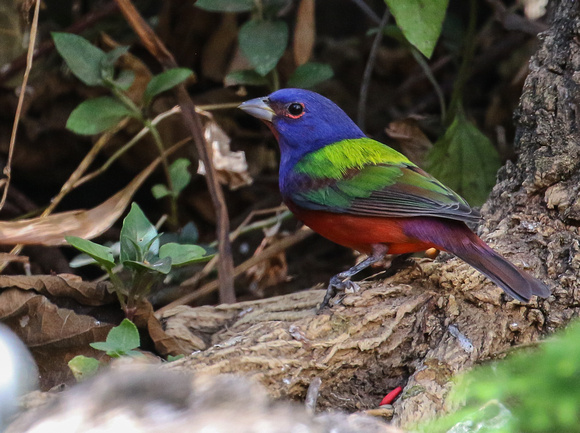 The superb Painted Bunting....