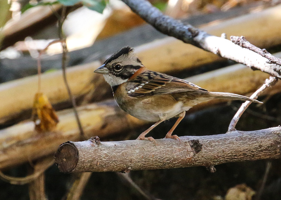 ...and the common  but  still  very smart Rufous-collared  Sparrow.