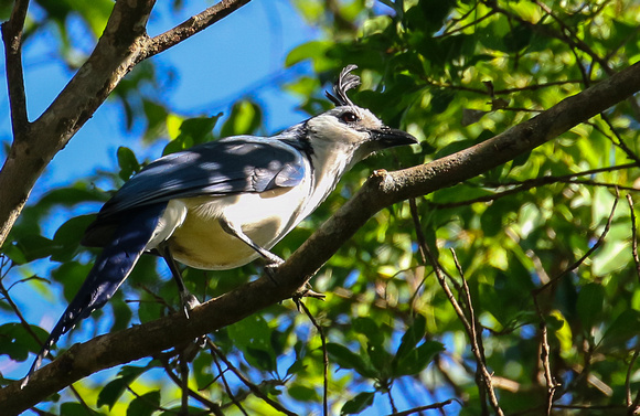 The striking White-throated Magpie-Jay.