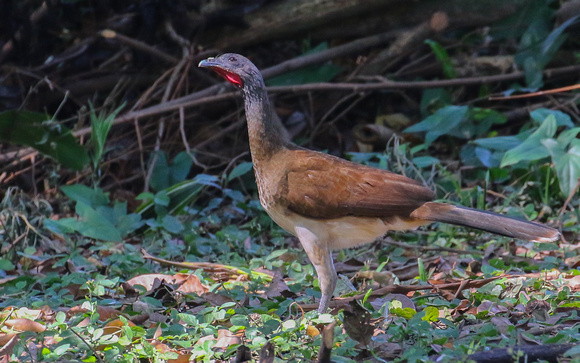 White-bellied Chachalaca  posing  for the camera !