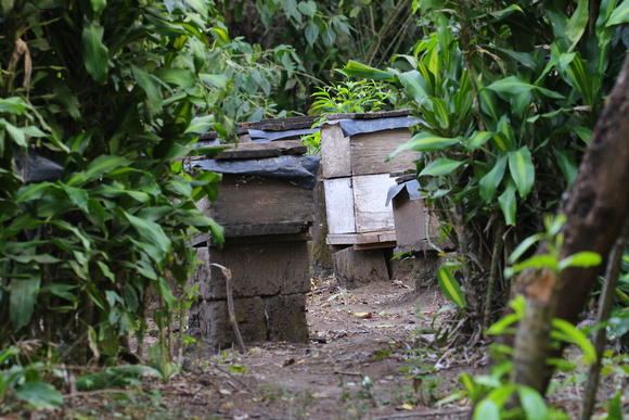 An apiary tucked away in the plantations.