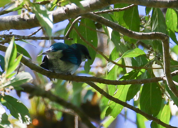 Azure-rumped Tanager.