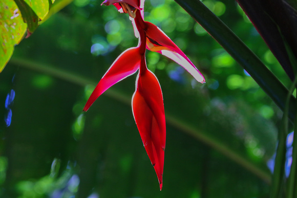 The obligatory  Heliconia  photo !