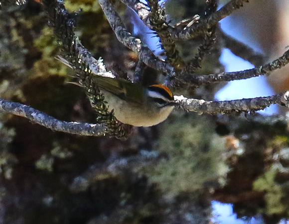 ...and this  Golden-crowned  Kinglet....