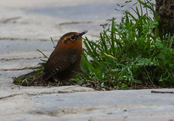 .....and an equally  showy Rufous-browed  Wren