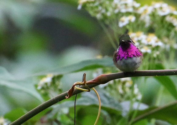 .....but when it cleared, this Wine-throated Hummingbird  had to show off .