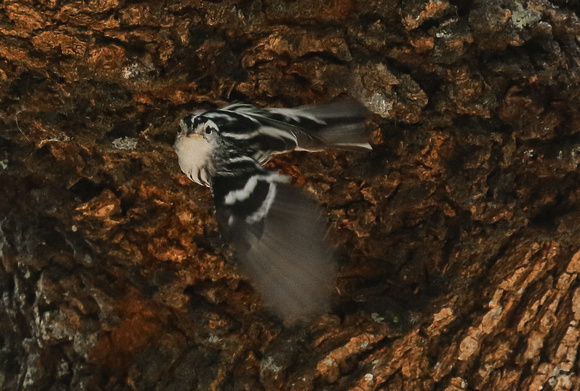 This Black-and-white Warbler  didn't  quite get away in time !