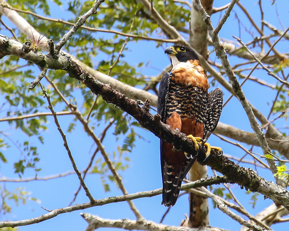 Orange-breasted  Falcon
