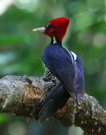 Pale-billed  Woodpecker ( male)