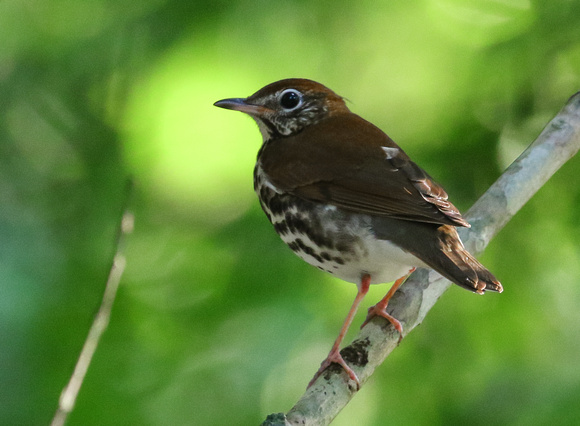 ...but  still time for a  nice  Wood  Thrush......