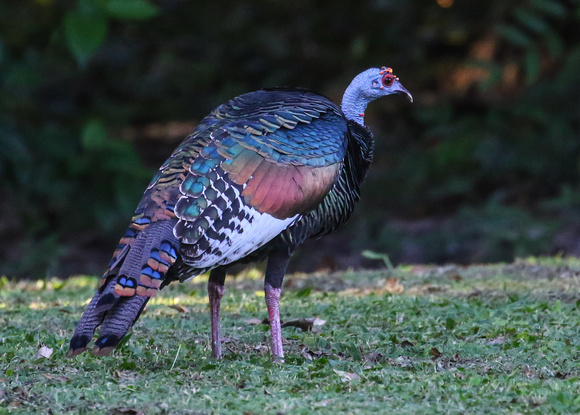 ....and more  Ocellated  Turkeys !