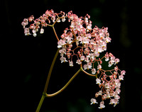 Begonia sp.