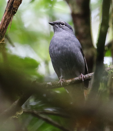 Slate-coloured Solitaire
