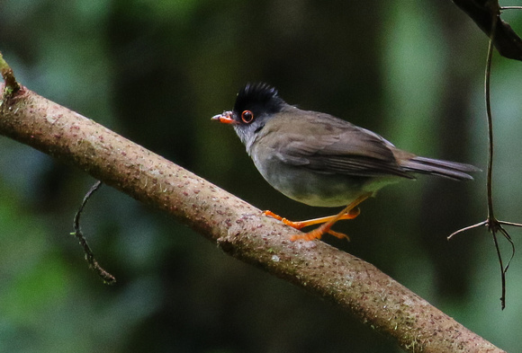 Black-headed  Nightingale Thrush