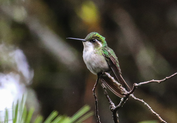 Green-throated Mountaingem ( female).