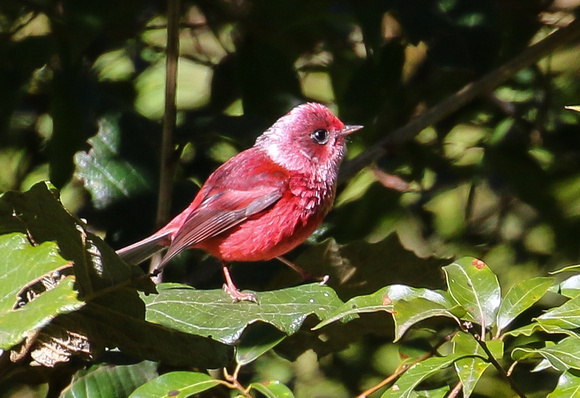 The outrageous Pink-headed Warbler