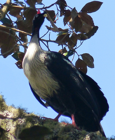 ....the mighty  Horned Guan.