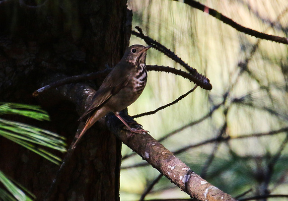 A Hermit Thrush was  trying  to be inconspicuous.