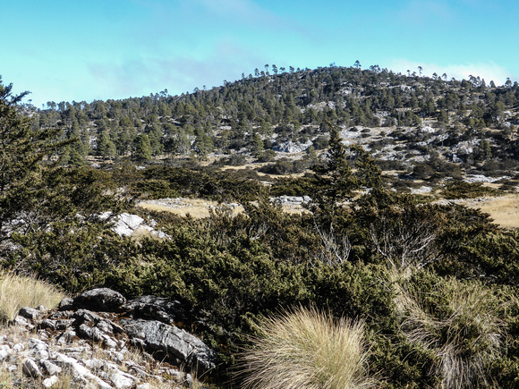 On to a  remarkable high altitude Juniper Forest.
