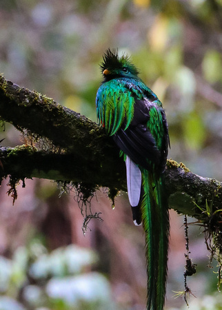 .....the National Bird of Guatemala....
