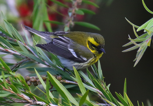 The ubiquitous Townsend's Warbler.