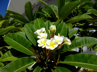 Frangipani ( Plumeria sp.)