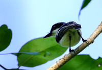 Forest Batis...male.