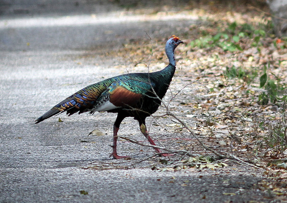 The fabulous Ocellated Turkey.