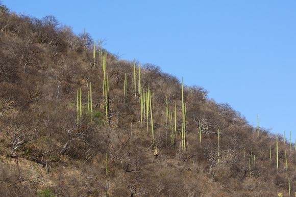 Striking ( and probably endemic) cacti.
