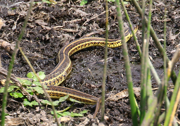 Mexican Garter Snake.