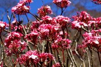 Wonderful Frangipani blooms.