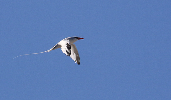 Lots of Red-billed Tropicbirds.